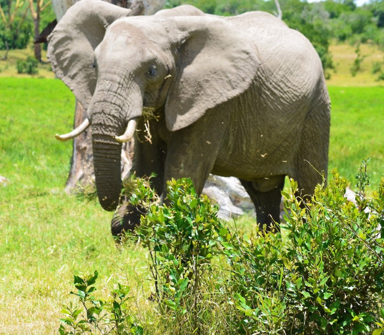 A young bull grazing at Olpejeta Conservancy